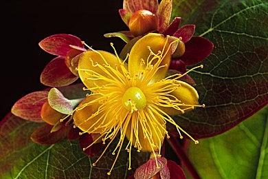 《幻灵降世录》独立拓展包“女巫的面纱”现已推出试玩Demo